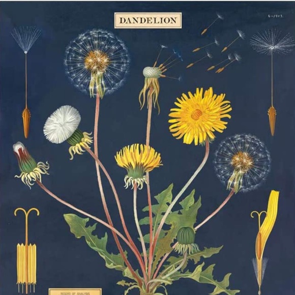 Cavallini & Co. Dandelion Vintage Image Chart, 20 x 28 inch - NWT - Picture 2 of 5
